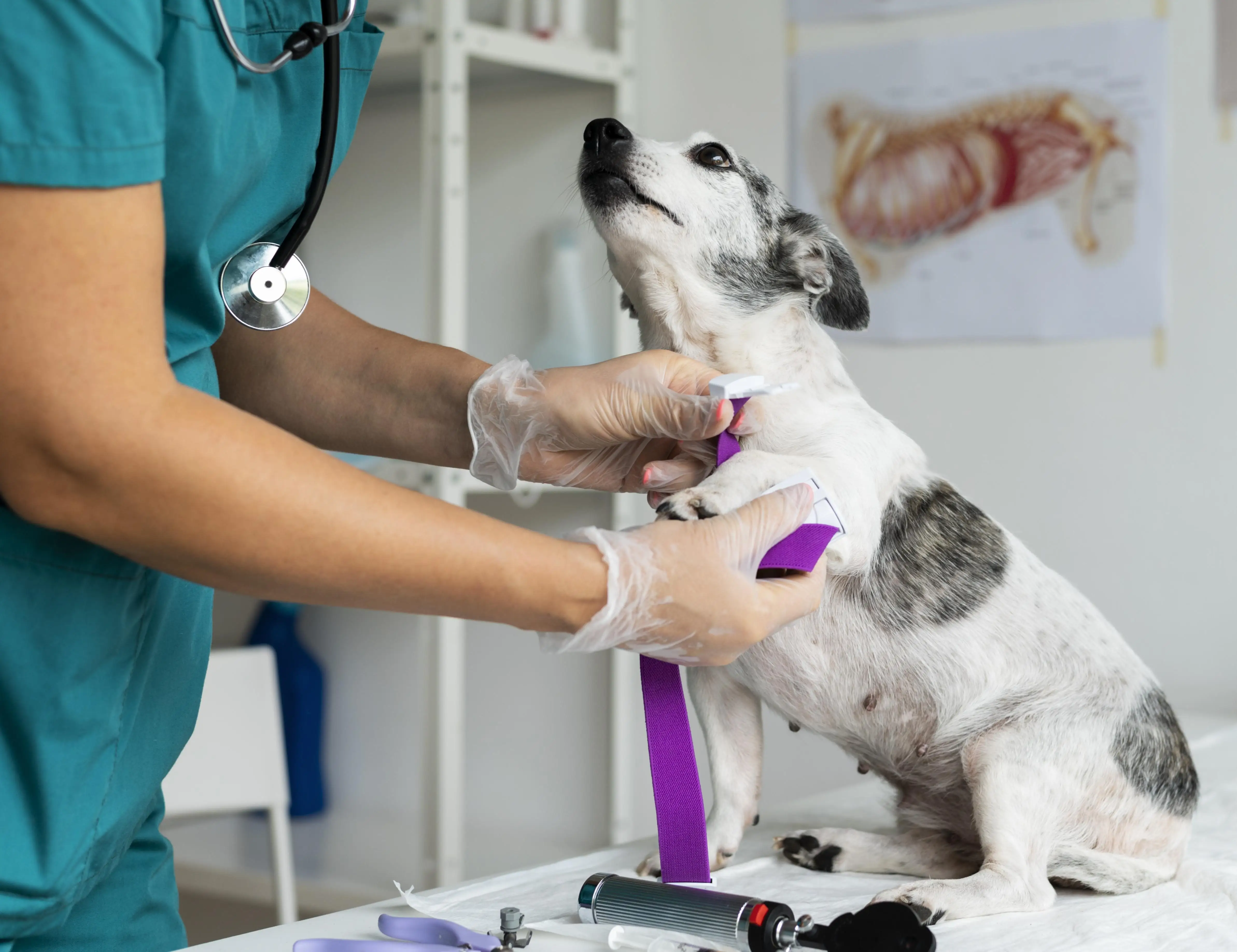 imagen de perro pequeño que le esta sosteniendo la pata delantera el veterinario